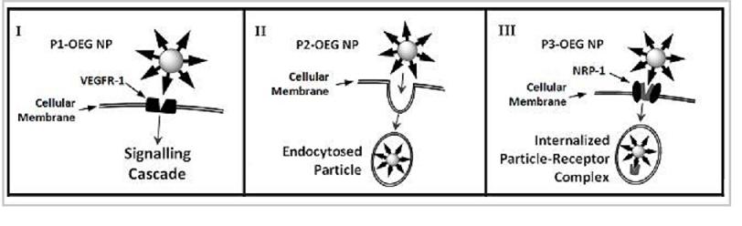 ebook glycans in cell interaction and recognition therapeutic